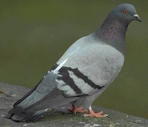 Racing pigeon