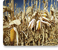 Biofuels
