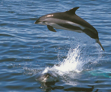 Dolphins