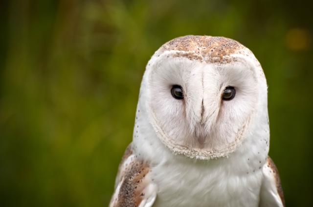 Wesley: The Story of a Remarkable Owl